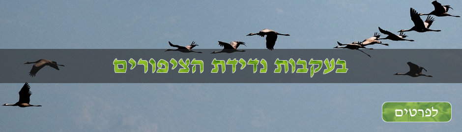 Bird Migration in Israel