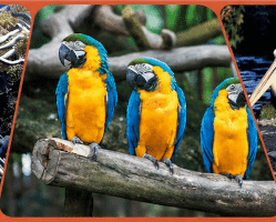 three blue-and-yellow parrots perched on a branch