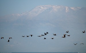 birds flying over mt hermon