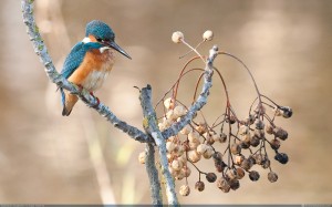 king fisher at hula valley